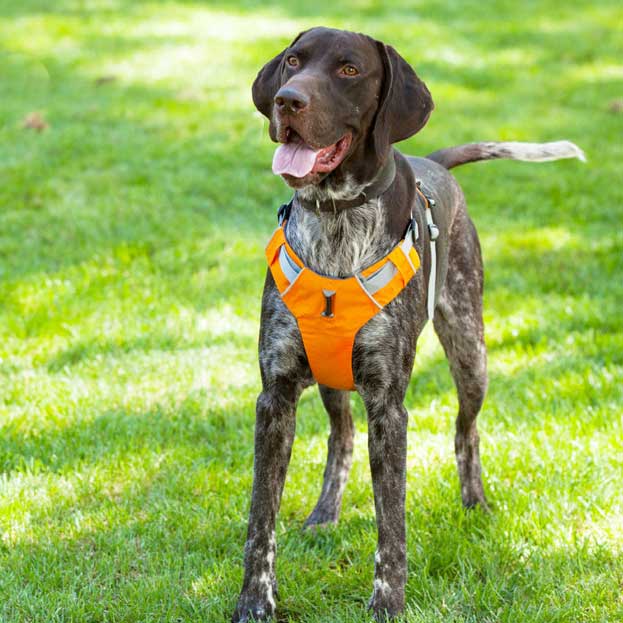 Dog Harness - 2-Strap Design, 3-colours
