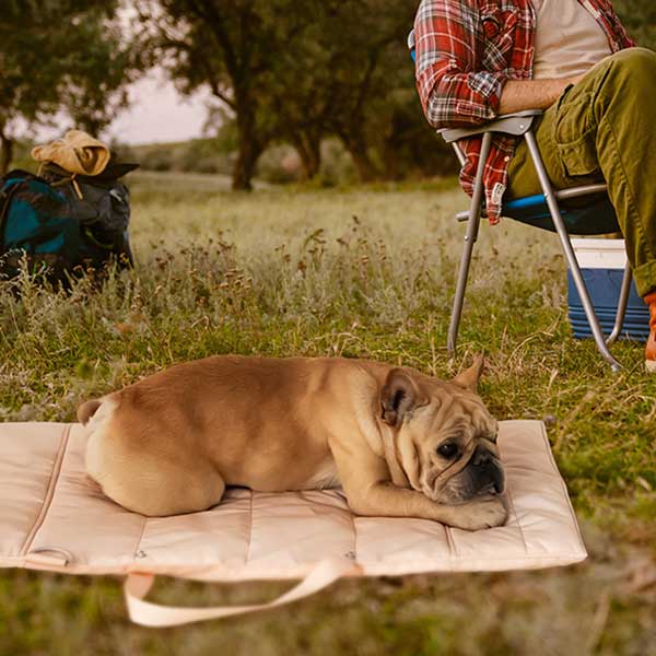 Folding Pet Carry-Beds with Strap
