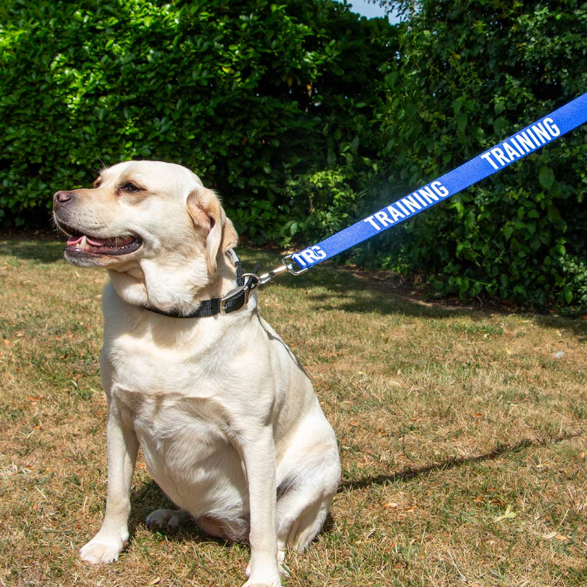 Awareness Leads 1.5m x 40mm