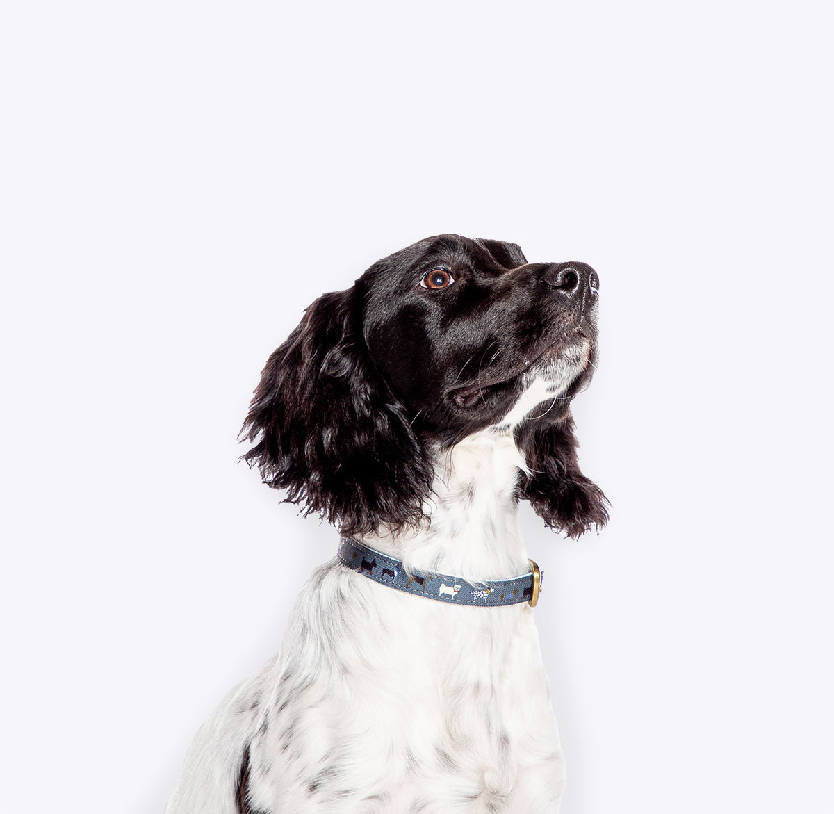 FatFace Marching Dogs Dog Collar/Lead & Harness