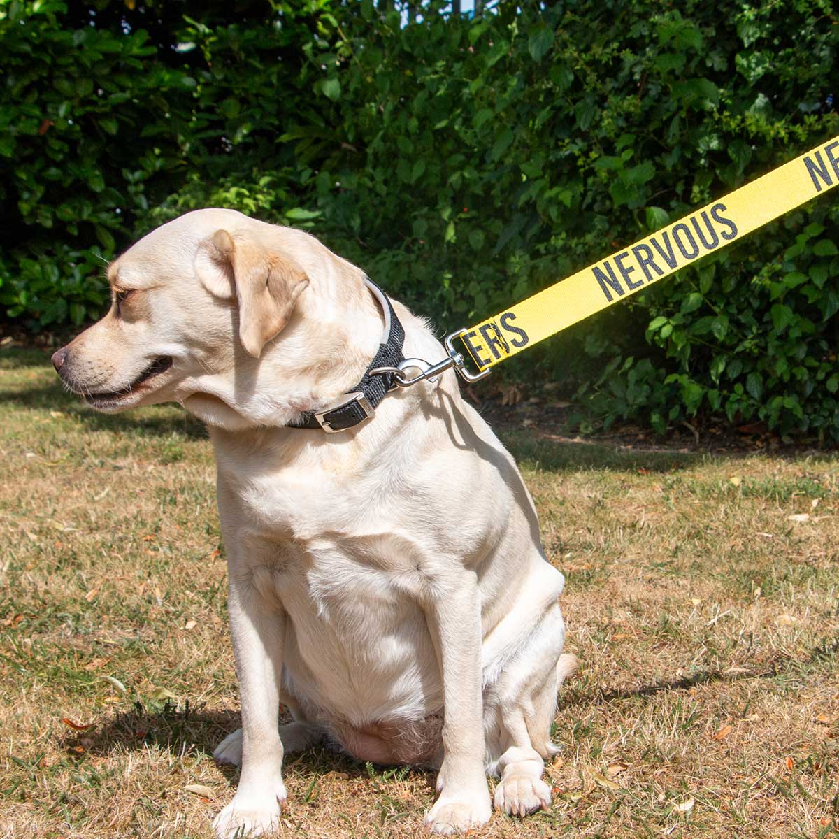 Awareness Leads 1.5m x 40mm