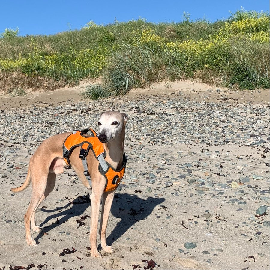 Escape proof Harness (3 Strap)