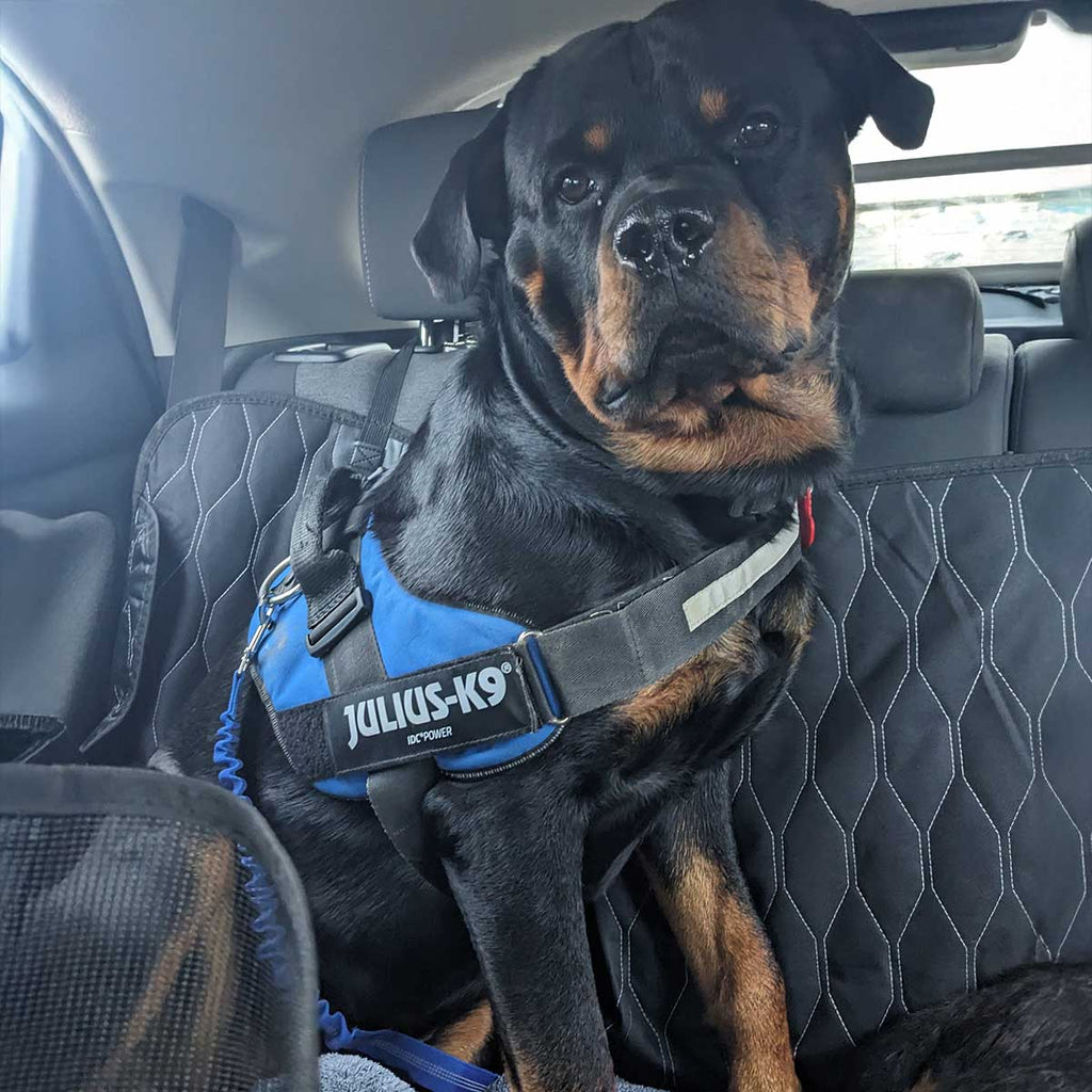 Rear Car Seat Extender for Dogs