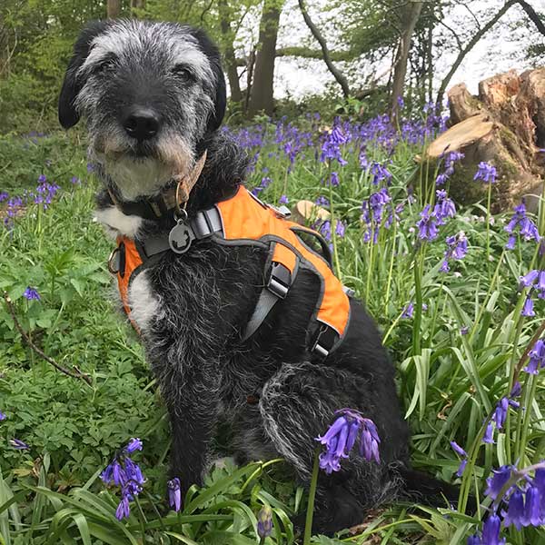 Escape proof Harness (3 Strap)