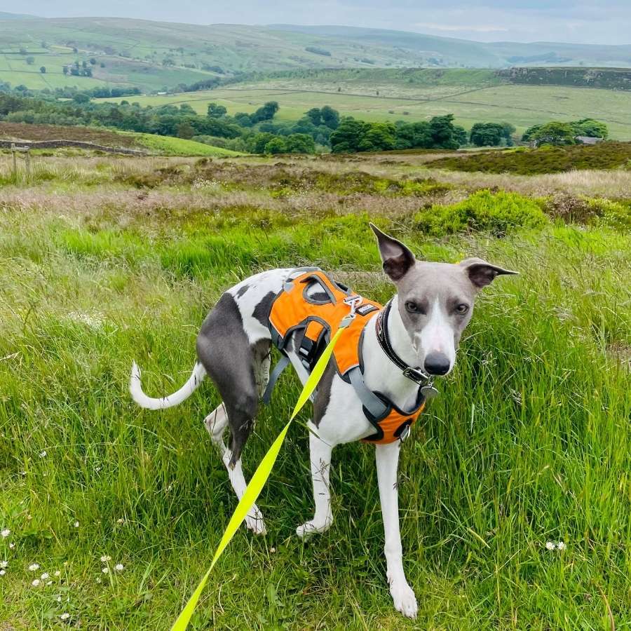 Escape proof Harness (3 Strap)