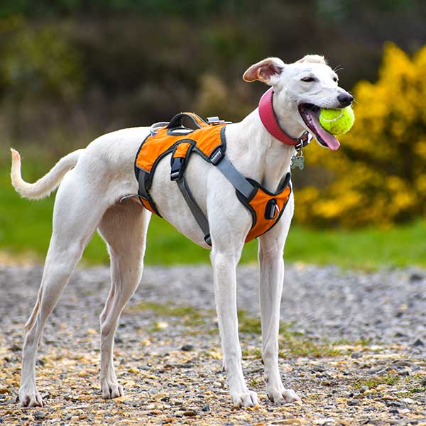 Escape proof Harness (3 Strap)