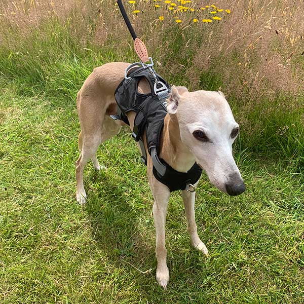 Escape proof Harness (3 Strap)