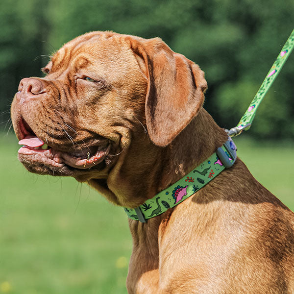 Dinosaur Dog Collars & Leads | 100% Recycled Fabric