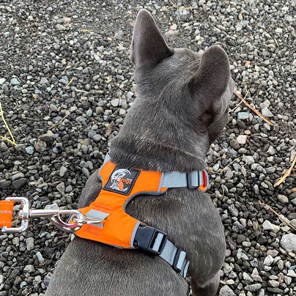 Dog Harness - 2-Strap Design, 3-colours