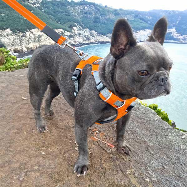 Dog Harness - 2-Strap Design, 3-colours