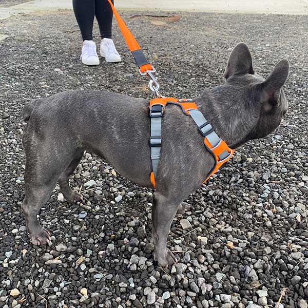 Dog Harness - 2-Strap Design, 3-colours