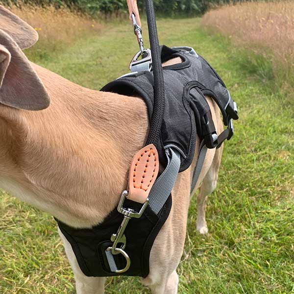 Escape proof Harness (3 Strap)