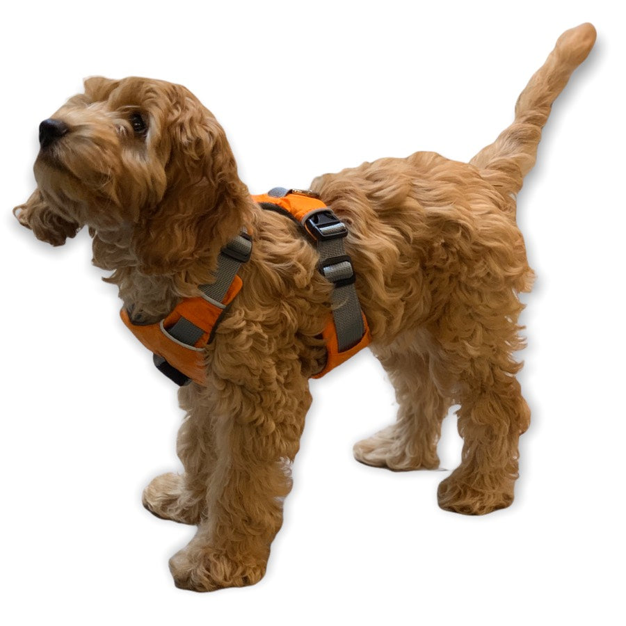 Dog Harness - 2-Strap Design, 3-colours