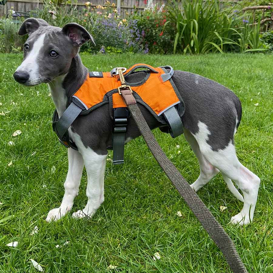 Escape proof Harness (3 Strap)