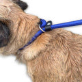 Dog Slip Lead