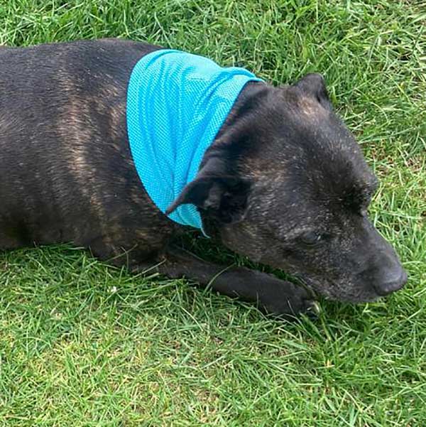 Cooling Dog Bandanas