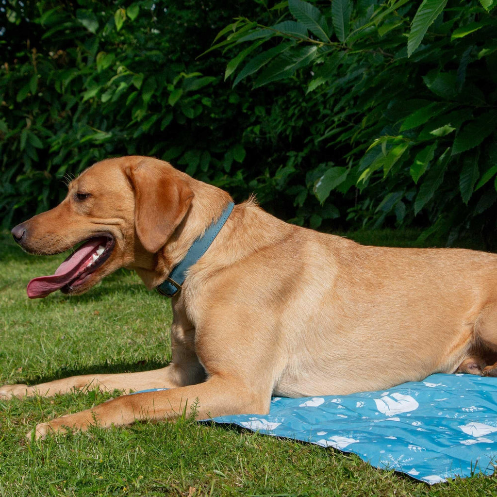 Dog Cooling Mats
