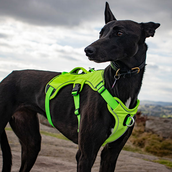 Escape proof Harness (3 Strap)